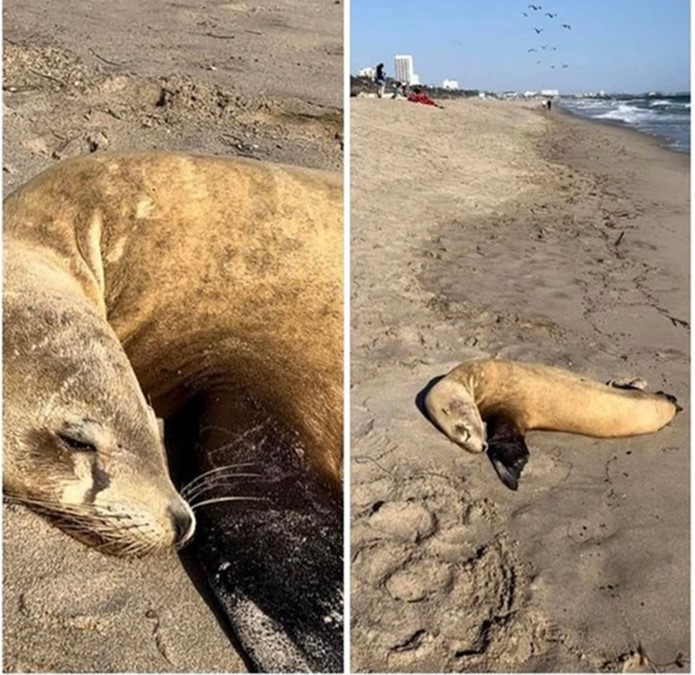 Những gì đang xảy ra ở ngoài khơi bờ biển California hiện vẫn chưa rõ ràng. Ảnh: MXH