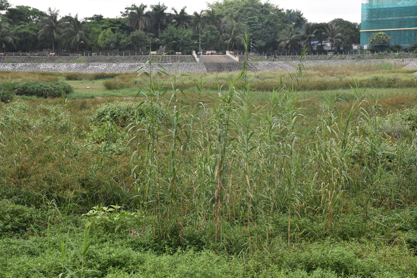 Nhiều vị trí dưới lòng hồ, cỏ cây bị đốt cháy.