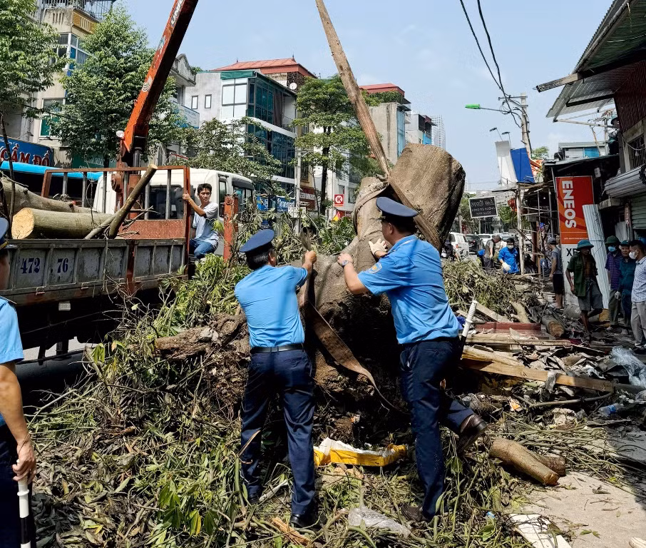 Riêng Thanh tra Sở GTVT Hà Nội đã huy động hơn 300 cán bộ, lực lượng thanh tra ở 12 quận nội thành với nhiệm vụ vừa điều tiết, phân luồng giao thông vừa trực tiếp hộ trợ cẩu và di chuyển cây xanh.