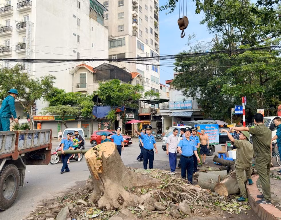 Tại các tuyến phố lớn có không gian, lực lượng chức năng sẽ huy động máy móc cẩu và di chuyển cây xanh.