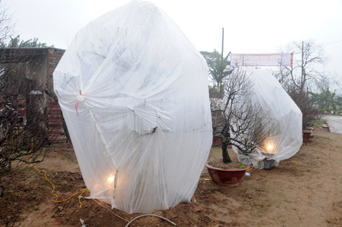 Nhiều hộ trồng đào phải phủ kín ni-lông, thắp điện sưởi ấm cho đào Tết. Ảnh: Tuấn Nguyễn
