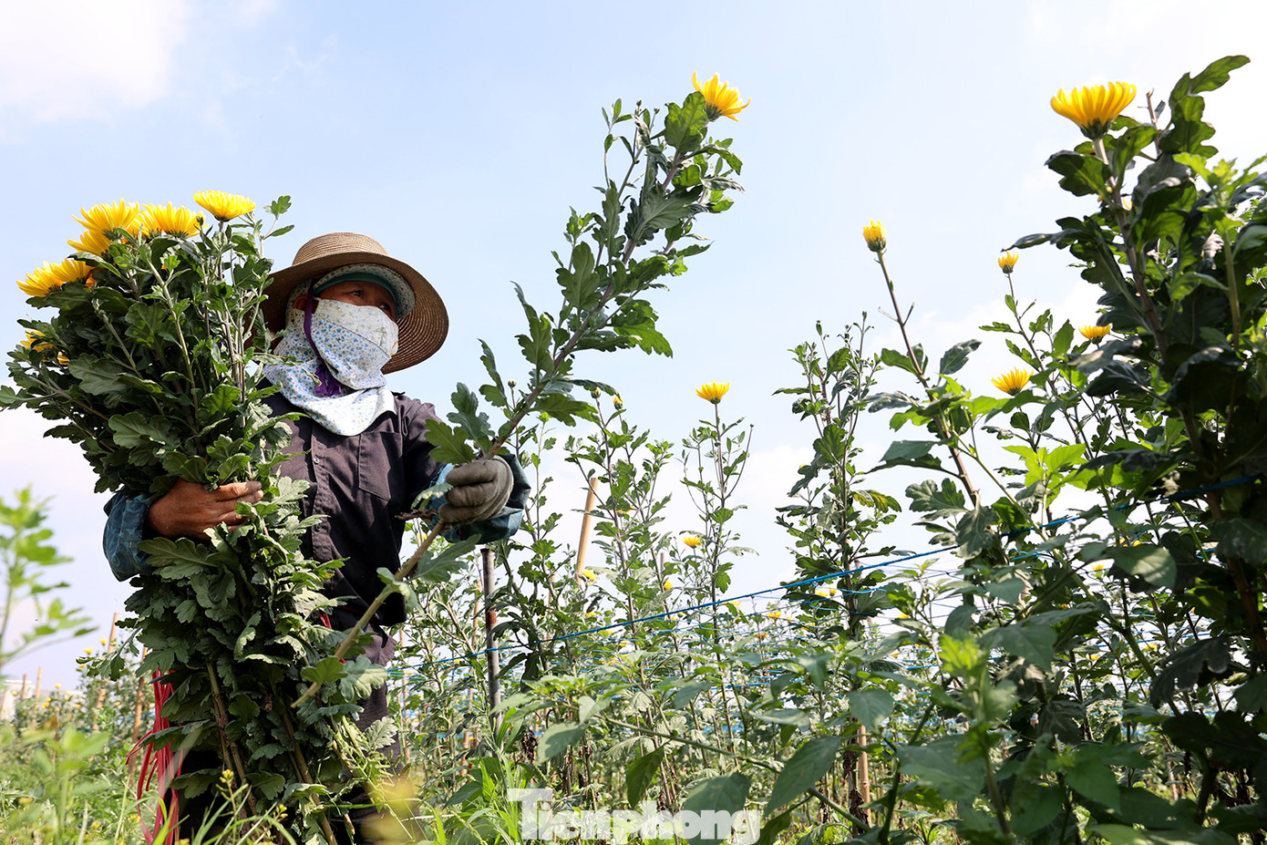 Để tránh cái nắng như thiêu như đốt, những ngày này người lao động cố gắng đi làm sớm, thế nhưng cũng chỉ được một chút sáng sớm, càng về trưa nền nhiệt càng tăng cao.