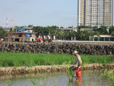 Bao quanh cánh đồng đang cấy là những ngôi nhà cao tầng đang thi nhau mọc