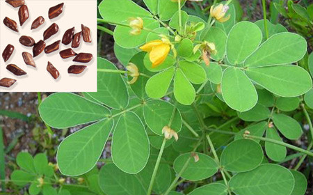 5 bài thuốc chữa thiểu năng tuần hoàn não