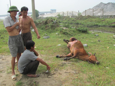 Bò của dân bị chết cạnh mương nước của nhà máy đạm Ninh Bình