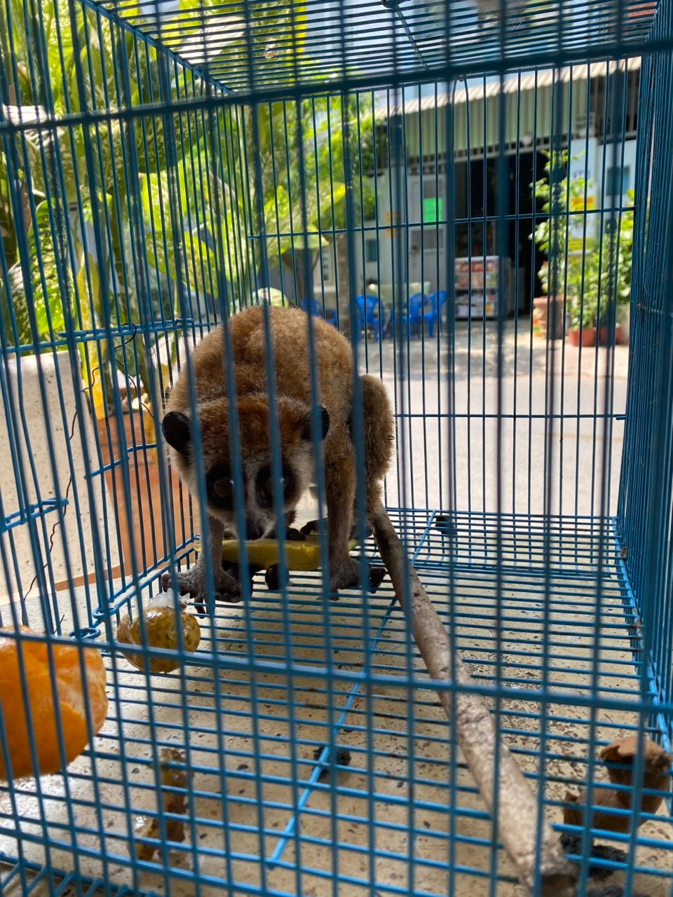 Cá thể cu li đực, trọng lượng khoảng 0,3kg "đi lạc" vào khách sạn lúc nửa đêm.