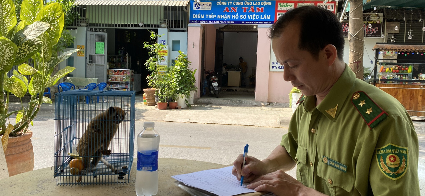 Cán bộ kiểm lâm tiếp nhận cá thể cu li.