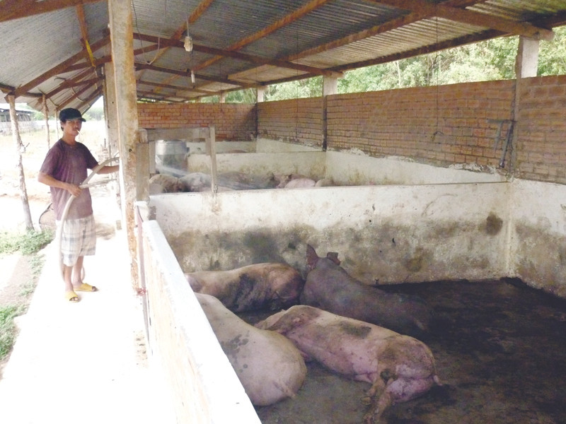 Cơ sở chăn nuôi lợn sử dụng chất tạo nạc của ông Hoàng Hữu Đức (Bà Rịa- Vũng Tàu). Cơ sở chăn nuôi lợn sử dụng chất tạo nạc của ông Hoàng Hữu Đức (Bà Rịa- Vũng Tàu)