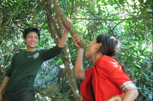 Giải khát theo cách của người Thái là dùng nước từ một loại “cây khát”