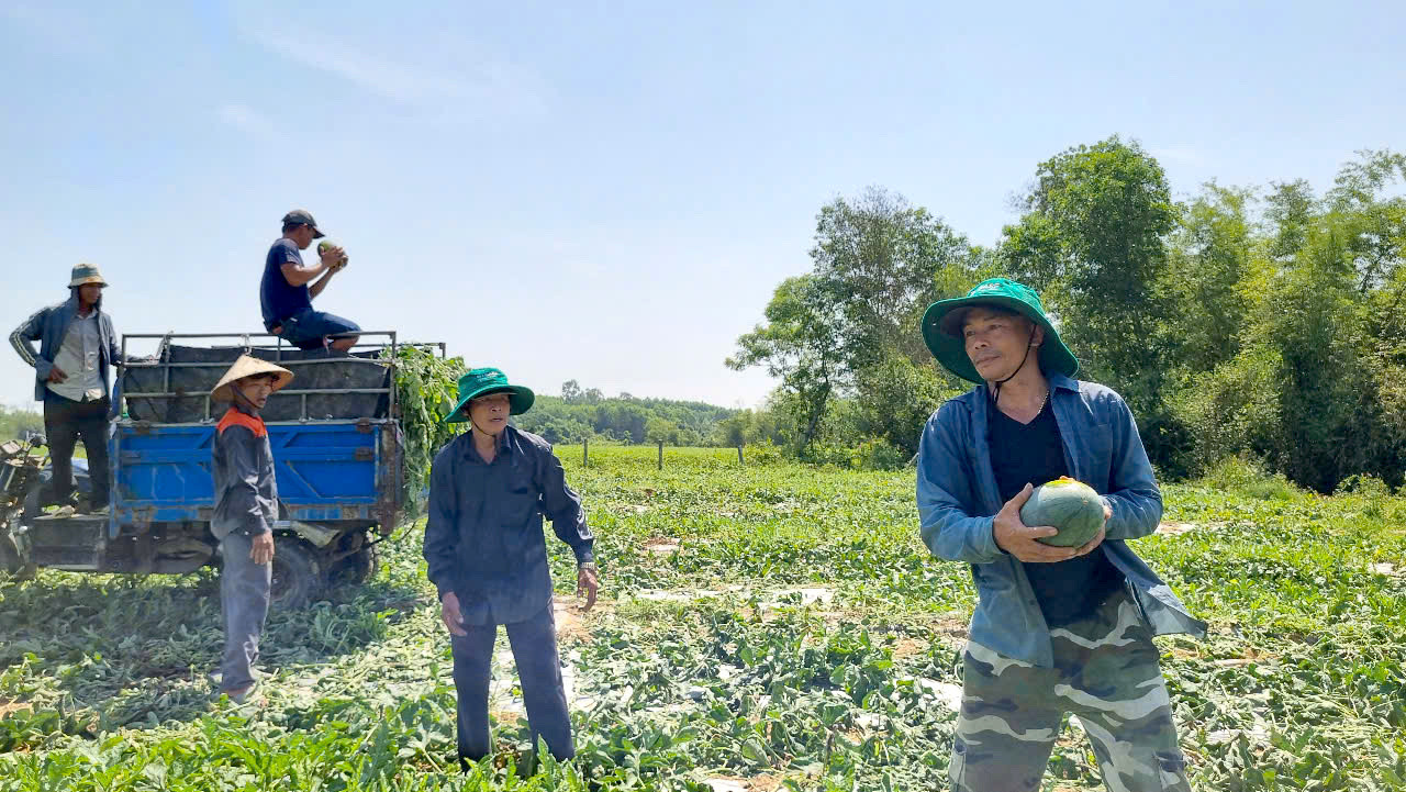 Anh Nguyễn Văn Thông (Trú TT Phú Thịnh, huyện Phú Ninh) thuê đất trồng 13 sào dưa hấu, ước lượng thu hoạch được khoảng 20 tấn dưa. Đây là năm đầu tiên anh trồng dưa thì lại trúng vụ bị rớt giá thê thảm. “Riêng tiền thuê đất 3 năm hết 25 triệu đồng, tiền san múc đất hết 25 triệu đồng, rồi tiền giống, phân bón, công chăm suốt 3 tháng. Nhưng tình hình giá dưa như thế này thì lỗ nặng, đành phải chờ vụ sau”, anh Thông nói. Anh Nguyễn Văn Thông (Trú TT Phú Thịnh, huyện Phú Ninh) thuê đất trồng 13 sào dưa hấu, ước lượng thu hoạch được khoảng 20 tấn dưa. Đây là năm đầu tiên anh trồng dưa thì lại trúng vụ bị rớt giá thê thảm. “Riêng tiền thuê đất 3 năm hết 25 triệu đồng, tiền san múc đất hết 25 triệu đồng, rồi tiền giống, phân bón, công chăm suốt 3 tháng. Nhưng tình hình giá dưa như thế này thì lỗ nặng, đành phải chờ vụ sau”, anh Thông nói.