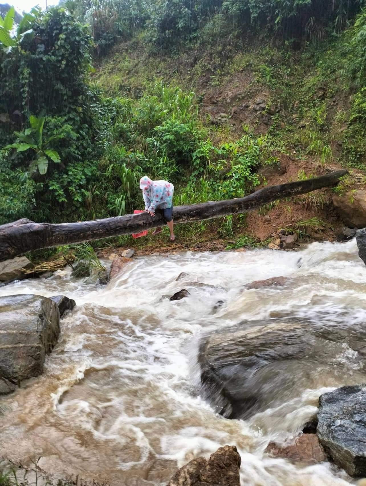 Hình ảnh cô giáo vùng cao bám thân cây vượt suối khiến nhiều người thót tim.