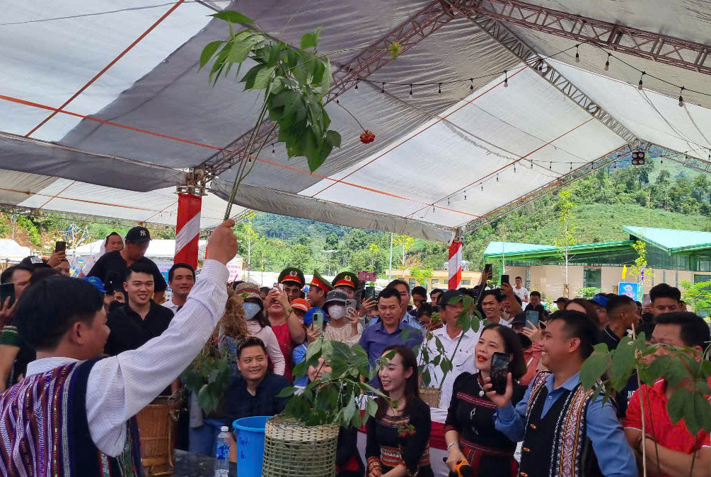 Huyện Nam Trà My tổ chức đấu giá sâm Ngọc Linh lấy tiền xóa nhà tạm, nhà dột nát. Ảnh: Hoài Văn. Huyện Nam Trà My tổ chức đấu giá sâm Ngọc Linh lấy tiền xóa nhà tạm, nhà dột nát. Ảnh: Hoài Văn.