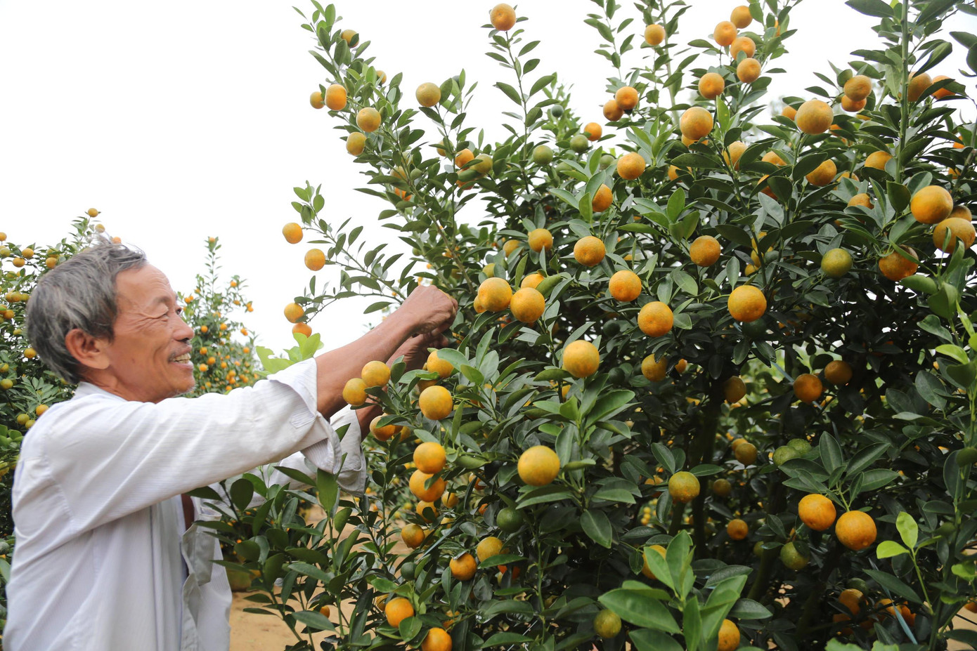 Vườn quất của ông Nguyễn Nhành (58 tuổi, thôn Bàu Ốc, xã Cẩm Hà, TP Hội An) trồng hơn 200 cây phục vụ thị trường Tết. Toàn bộ số này đã được thương lái đặt cọc.