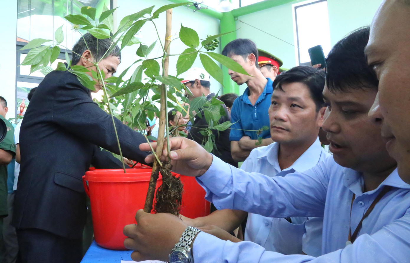 Ban tổ chức chấm chọn sâm theo các tiêu chí về hình dáng, thân, lá, rễ và củ của cây sâm. Ban tổ chức chấm chọn sâm theo các tiêu chí về hình dáng, thân, lá, rễ và củ của cây sâm.