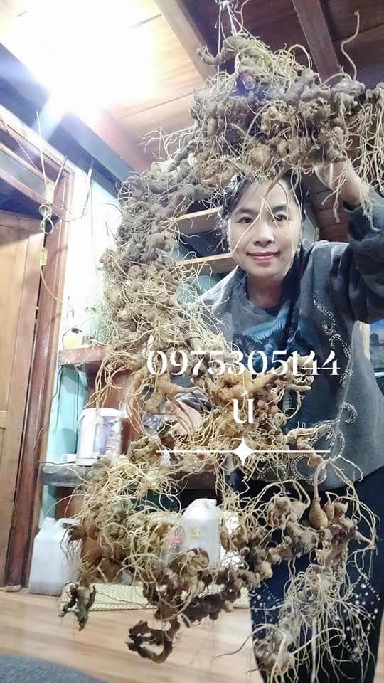 Chị Thương tạo hình rồng từ 168 củ sâm Ngọc Linh. Ảnh H. T Chị Thương tạo hình rồng từ 168 củ sâm Ngọc Linh. Ảnh H. T