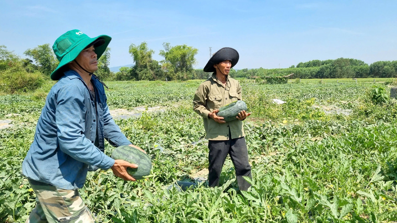 Nông dân đội nắng thu hoạch dưa hấu. Nông dân đội nắng thu hoạch dưa hấu.