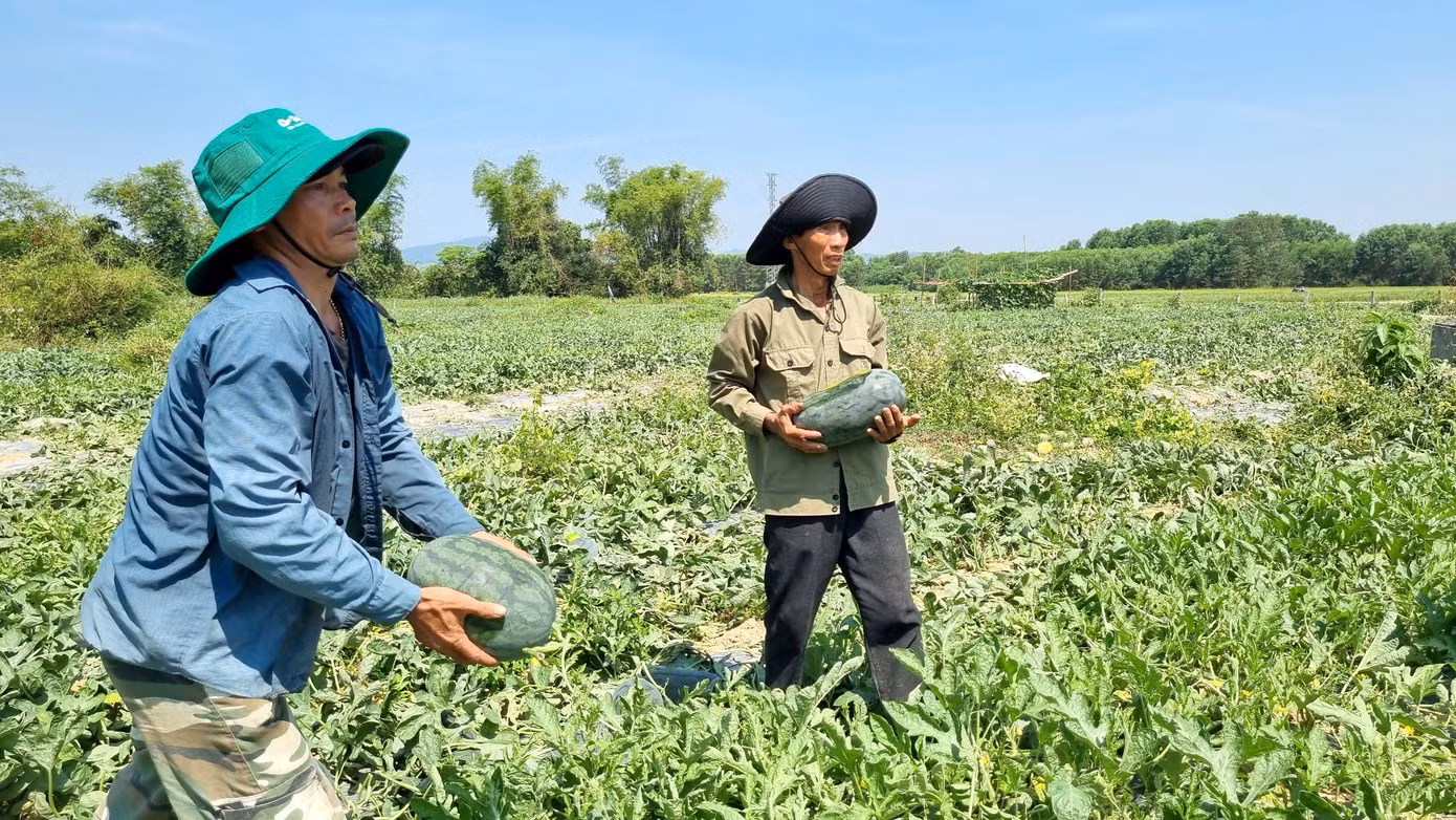 Nông dân đội nắng thu hoạch dưa hấu.