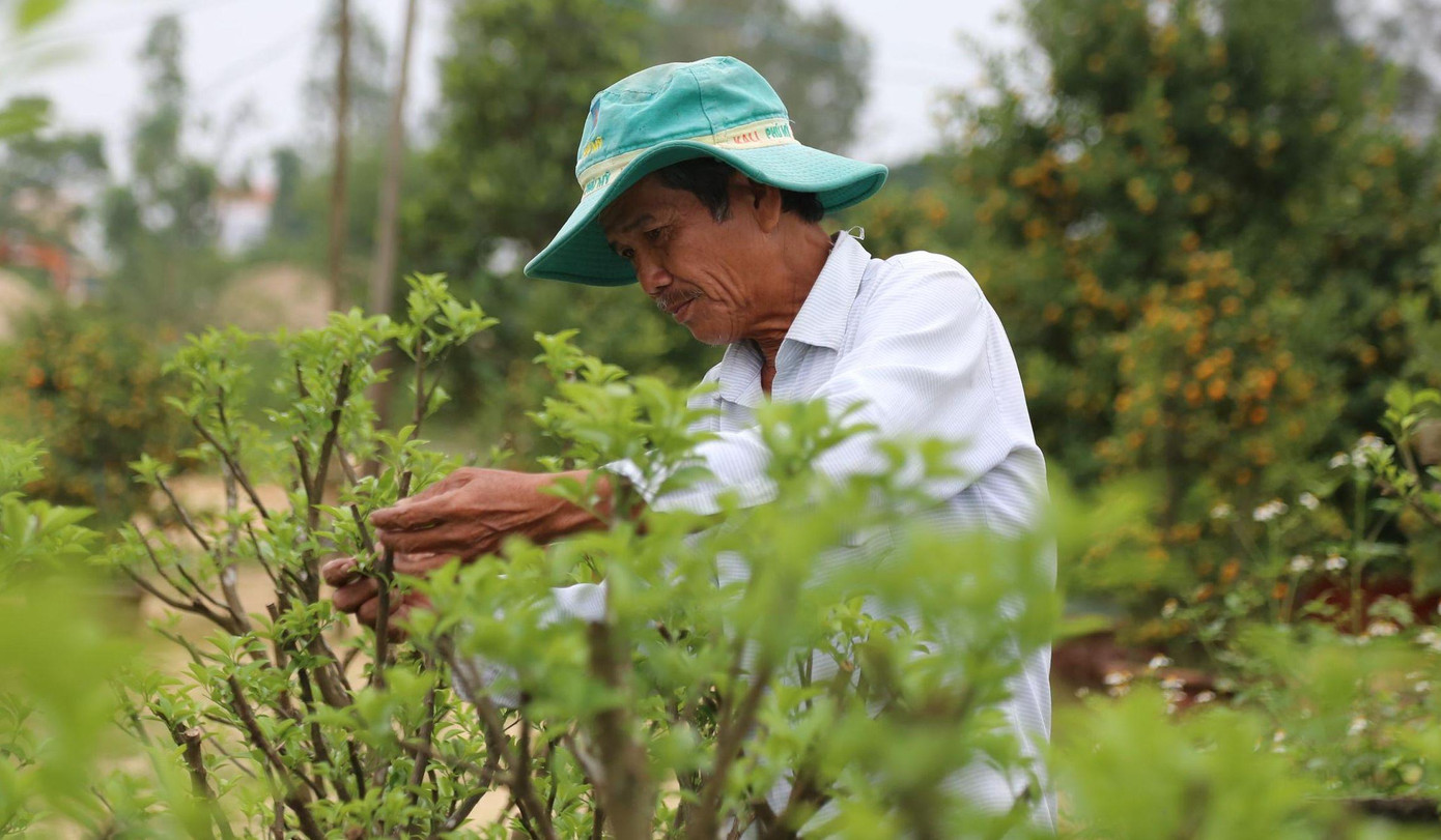 Tỉ mẩn chăm bón để cho những cây quất cảnh đẹp.