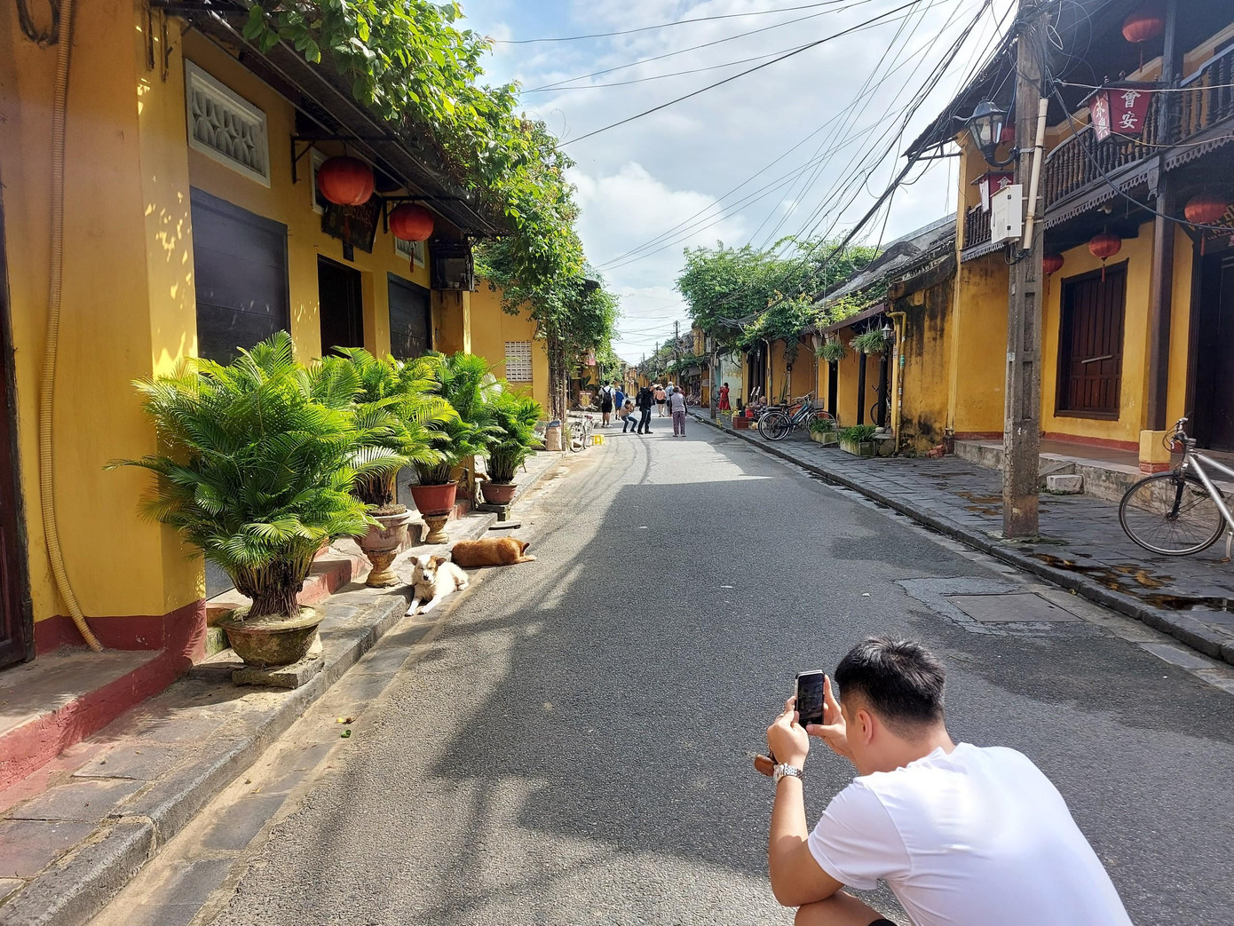 Một du khách tham quan phố cổ Hội An thích thú chụp hình 2 chú chó bên đường.