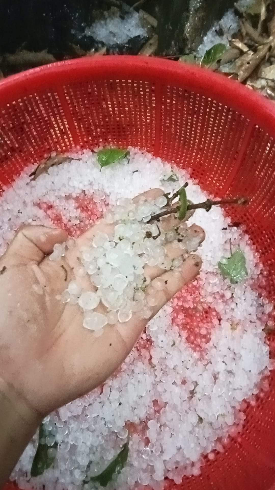 Những viên đá to bằng đầu ngón tay được ghi nhận trong cơn mưa. Ảnh FB Những viên đá to bằng đầu ngón tay được ghi nhận trong cơn mưa. Ảnh FB