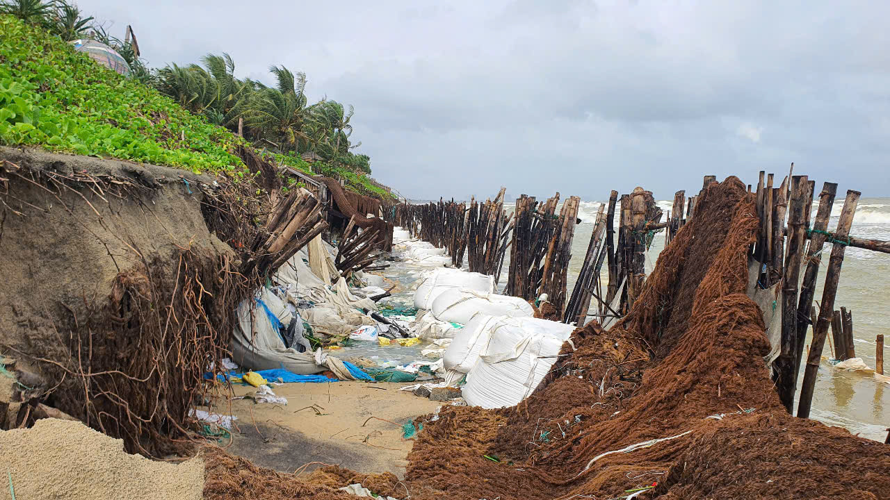 Bờ biển Hội An, đoạn qua khối phố Tân Thành, phường Cẩm An, TP. Hội An gây sạt lở nghiêm trọng. Ảnh: Hoài Văn