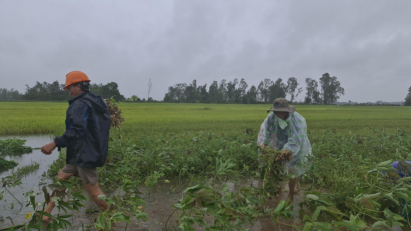 Người dân dầm mưa nhổ vớt vát rau màu bị ngập úng do mưa lớn. Người dân dầm mưa nhổ vớt vát rau màu bị ngập úng do mưa lớn.