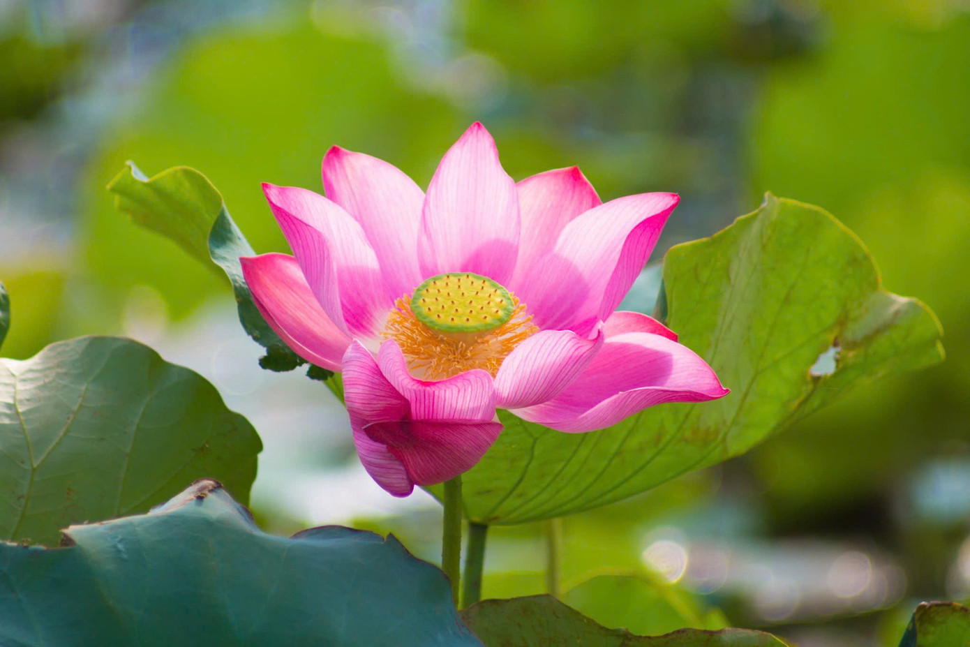 Giới săn ảnh cũng tìm đến để “săn” những bức ảnh đẹp cùng sen.