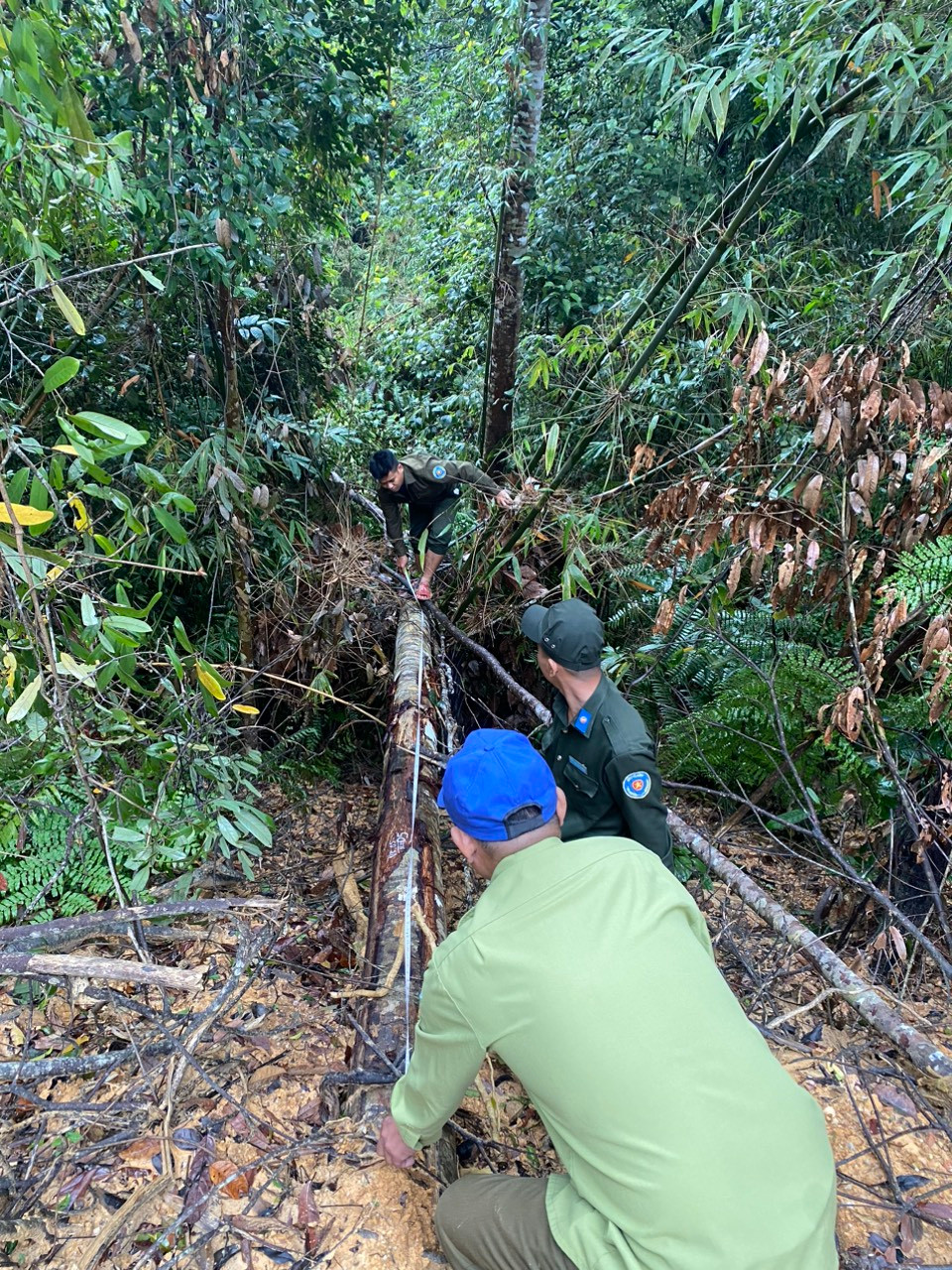 Các ngành chức năng kiểm tra, khám nghiệm hiện trường vụ hủy hoại rừng tự nhiên làm dự án đường dây 110kV thủy điện Tr'Hy.
