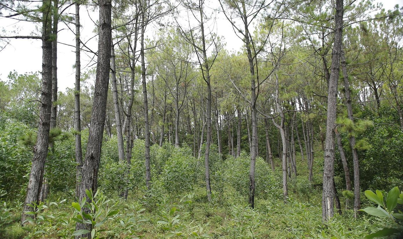 Dưới rừng thông, nhiều cây keo được trồng xen lẫn.