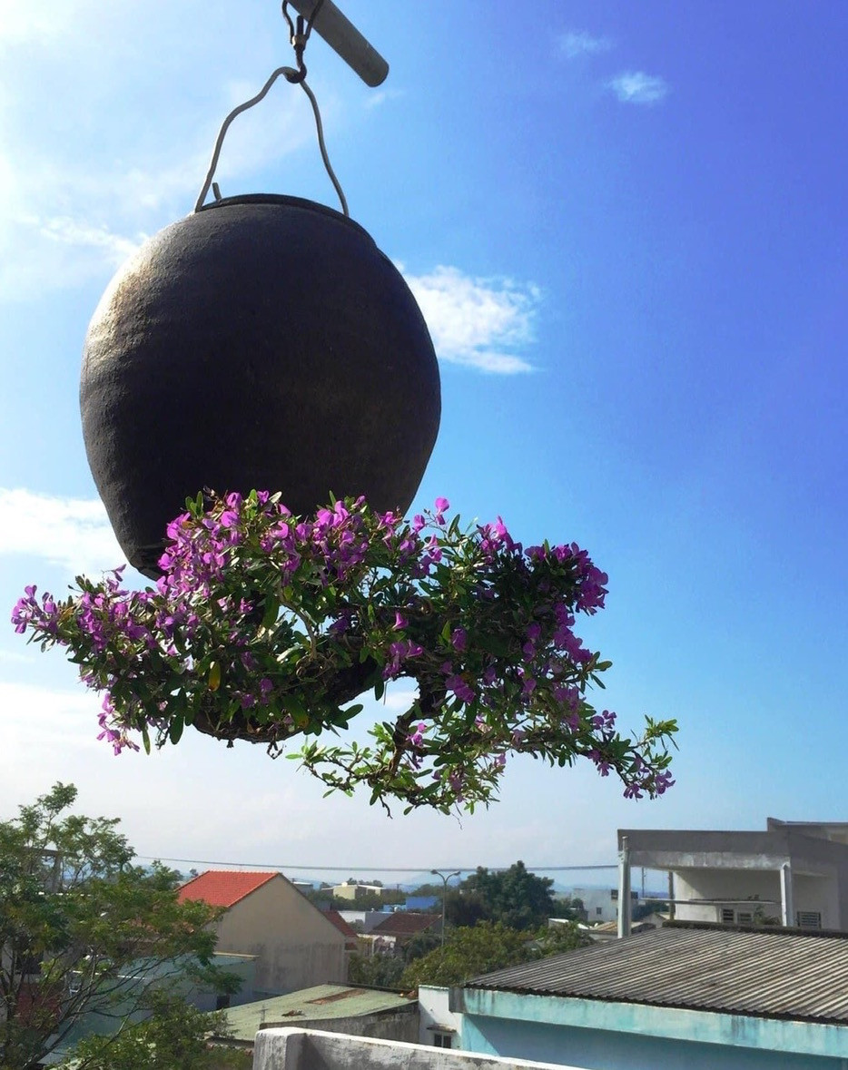 Các loại cây cảnh đa dạng như mai chiếu thủy, linh sam trắng, tím, hồng ngọc, kim quyết, lộc vừng, hoa giấy… Điều đặc biệt là những gốc bonsai này được chúc ngược xuống nhưng được tạo tác độc đáo từ bàn tay nghệ nhân tài hoa. Chậu cho bonsai ngược có thể là lu, lộc bình, chai rượu… phù hợp với từng dáng, thế cây.