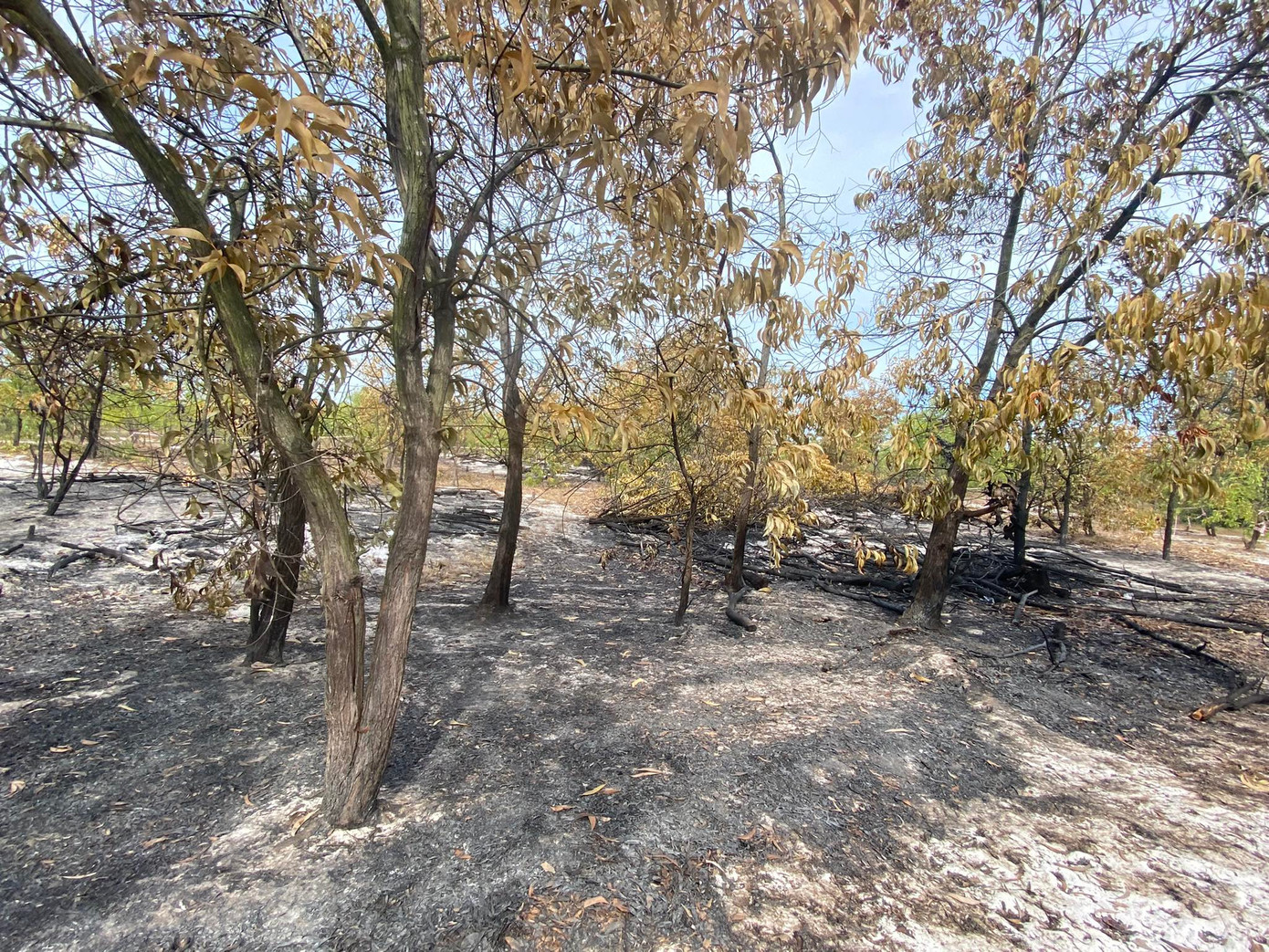 Diện tích rừng được khoanh vùng để tổ chức diễn tập là 500 m2, thuộc khu vực rừng trồng thôn Bình Túc, xã Bình Sa. Diện tích rừng được khoanh vùng để tổ chức diễn tập là 500 m2, thuộc khu vực rừng trồng thôn Bình Túc, xã Bình Sa.