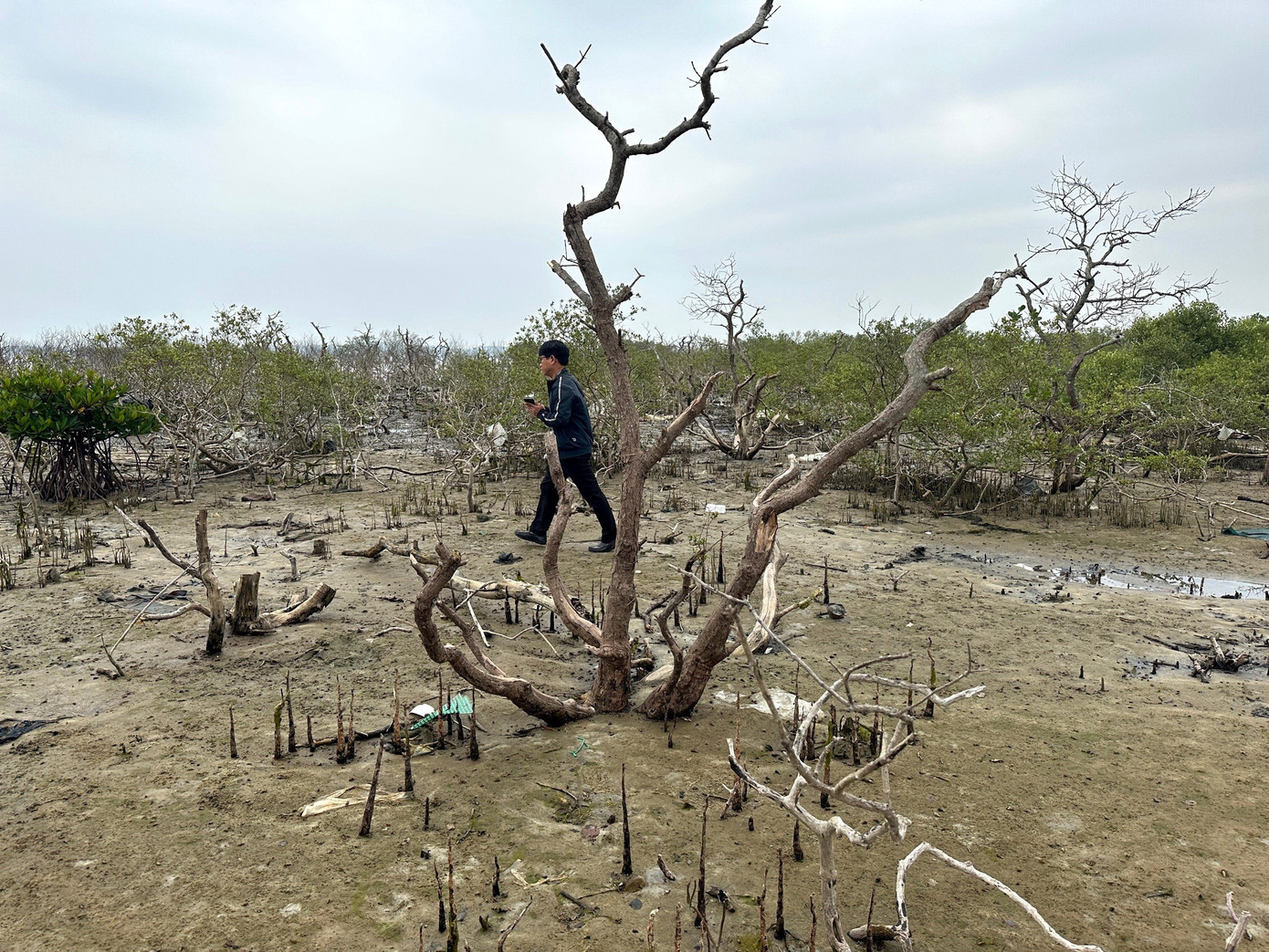 Tỉnh Quảng Nam yêu cầu các cơ quan chức năng phối hợp tìm nguyên nhân rừng chết. Tỉnh Quảng Nam yêu cầu các cơ quan chức năng phối hợp tìm nguyên nhân rừng chết.
