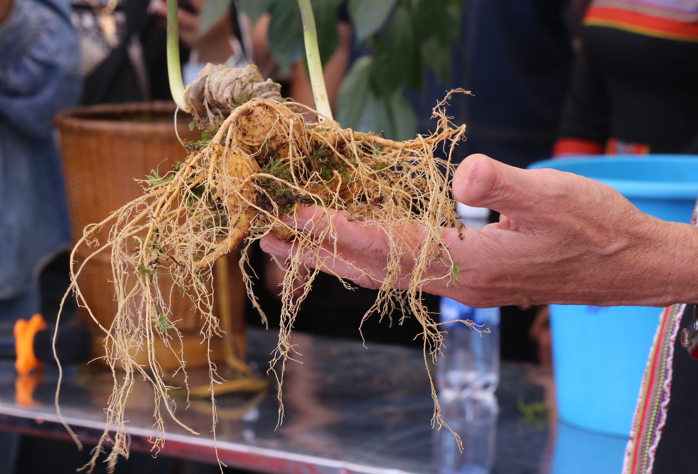 Những cây sâm Ngọc Linh đẹp, từ 5 - 15 năm tuổi được người dân, doanh nghiệp đấu giá.