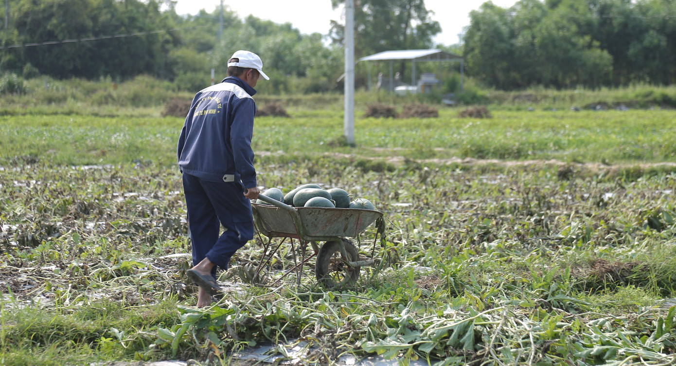 Bòn nhặt những trái dưa non vớt vát.