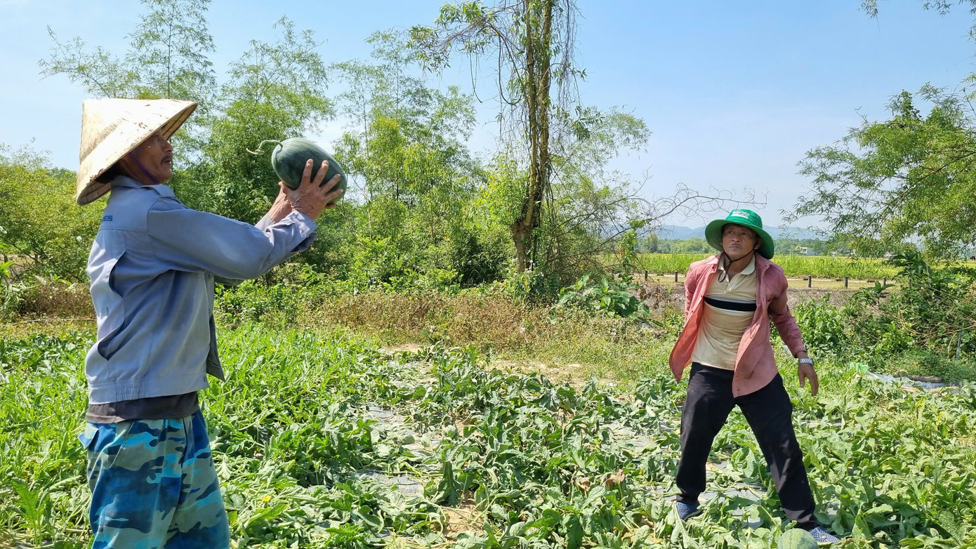 Nông dân đội nắng cả trưa để thu hoạch dưa hấu. Nông dân đội nắng cả trưa để thu hoạch dưa hấu.