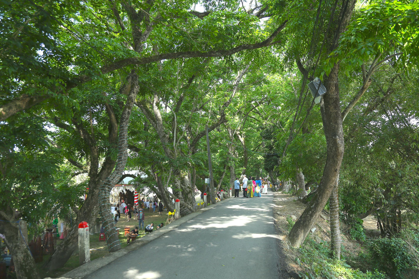 Ngôi làng quanh năm mát mẻ bởi hai hàng sưa trăm tuổi.