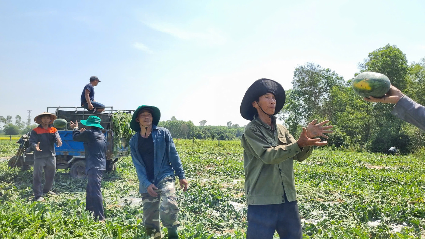 Mất 3 tháng dày công chăm sóc dưa hấu nhưng nông dân xứ Quảng đón vụ thu hoạch kém vui. Mất 3 tháng dày công chăm sóc dưa hấu nhưng nông dân xứ Quảng đón vụ thu hoạch kém vui.