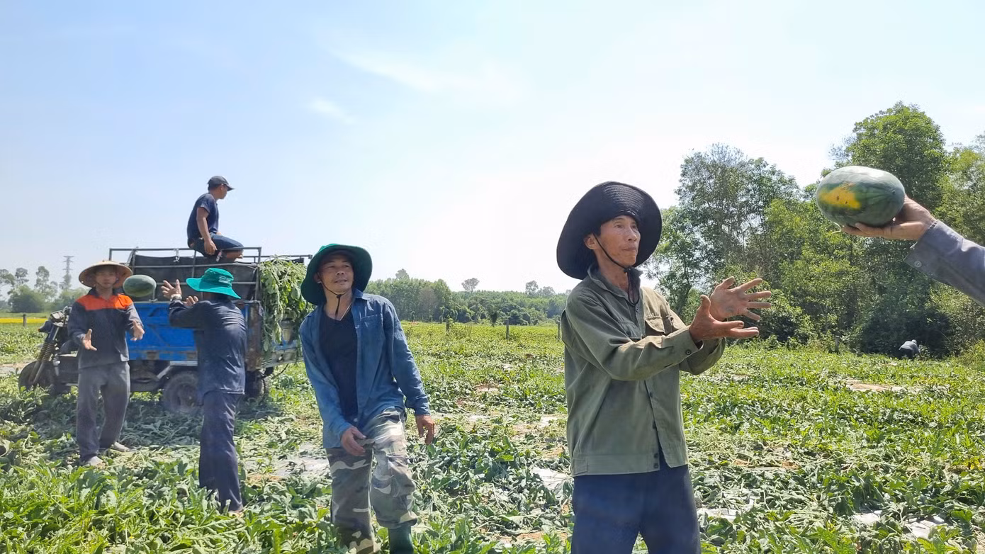 Mất 3 tháng dày công chăm sóc dưa hấu nhưng nông dân xứ Quảng đón vụ thu hoạch kém vui.