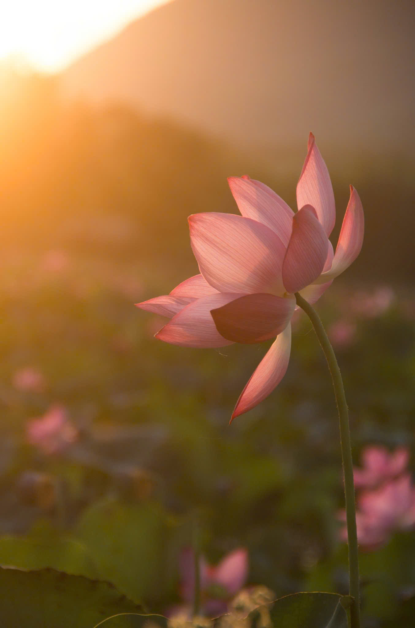 Mê hoặc với vẻ đẹp của sen