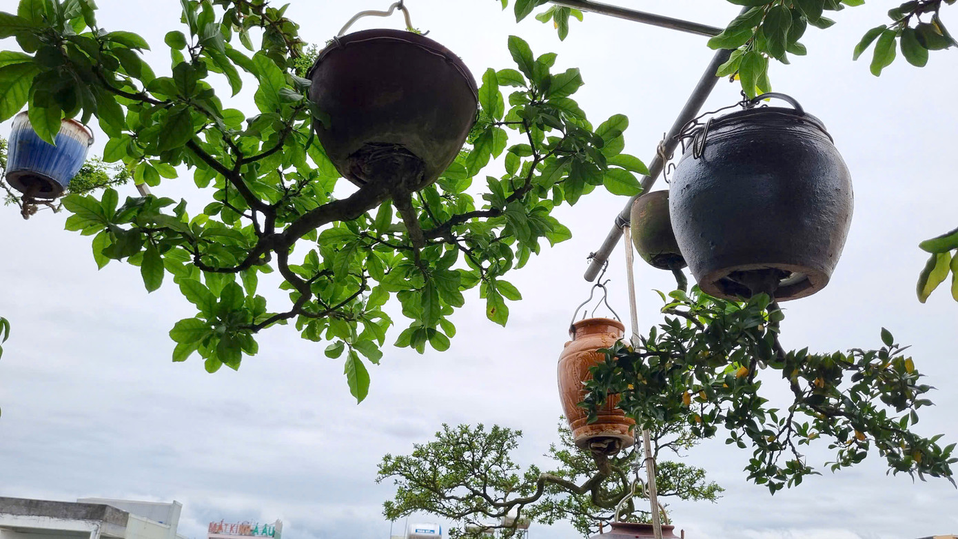 Theo ông, nghệ thuật bonsai kinh điển quan niệm bonsai là nghệ thuật tái hiện hình tượng cây cối từ thiên nhiên vào trong tác phẩm. Nếu như trong thiên nhiên có những cây cổ thụ đơn lẻ cao dong dỏng, những cây bị xô nghiêng hoặc những cây mọc ở triền núi, do tác động của tự nhiên cây phải cong vòng xuống dưới… Những cây đó không những sống được mà sống đẹp.