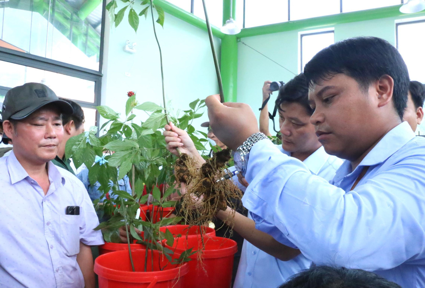 BTC chấm chọn cây sâm Ngọc Linh dự thi. BTC chấm chọn cây sâm Ngọc Linh dự thi.