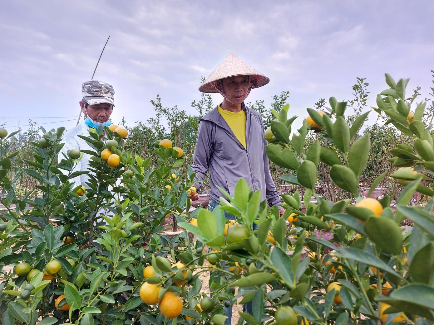 Một năm khó khăn không chỉ dịch bệnh hoành hành, mà "cơn bão giá” từ giống, phân bón, nhân công không ngừng tăng khiến nhiều chủ vườn chỉ còn mong lấy lại vốn để đầu tư tiếp vụ sau.