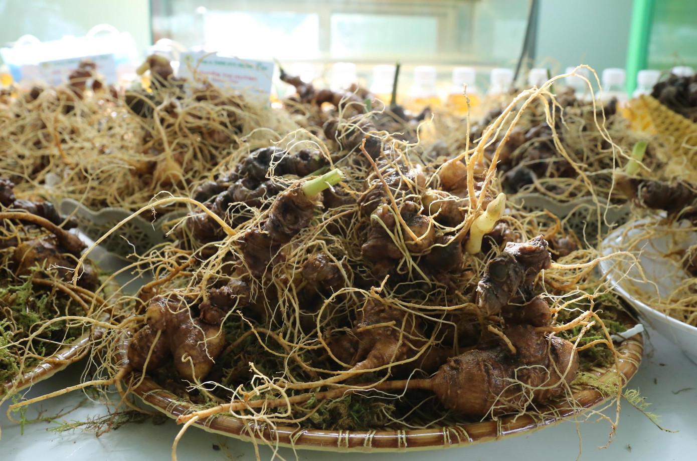 Sâm Ngọc Linh được bày bán tại Lễ hội sâm lần thứ 4. Sâm Ngọc Linh được bày bán tại Lễ hội sâm lần thứ 4.