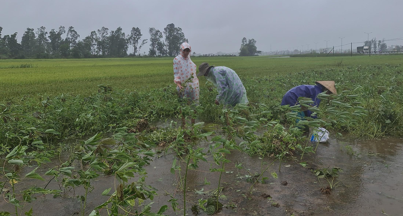 Mưa trái mùa khiến nhiều diện tích rau màu của người dân ngập nước. Mưa trái mùa khiến nhiều diện tích rau màu của người dân ngập nước.