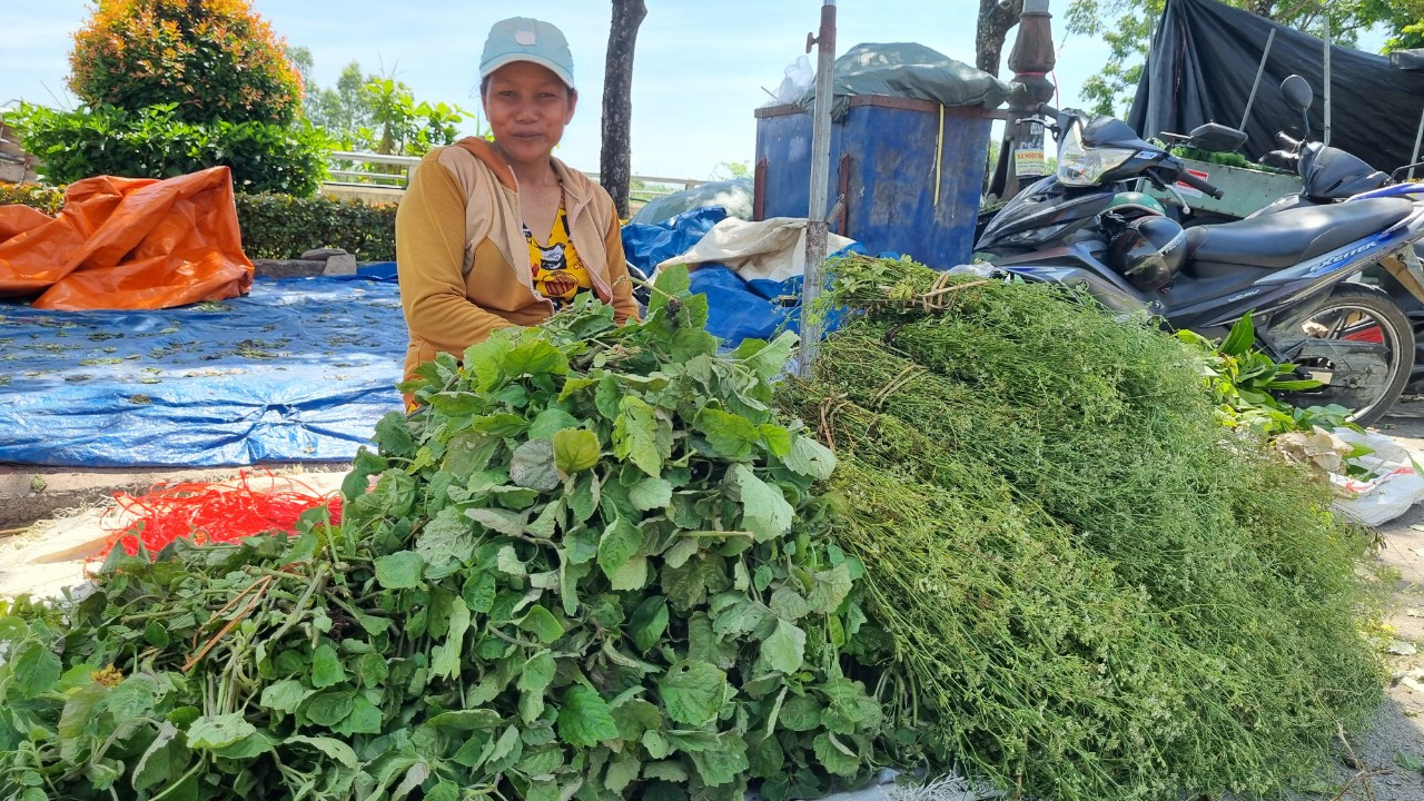Bà Trần Thị Mai (ở xã Bình Đào, huyện Thăng Bình, Quảng Nam) chạy xe chở lá vào chợ Tam Kỳ để bán. Bà Mai cho hay, bình thường bà làm nông, mò cua bắt hến bán. Nhưng cứ đến dịp này thì “chạy chợ” bán lá kiếm thêm thu nhập. “Mỗi ngày cũng được 200 – 300.000 đồng”, bà Mai cho hay.