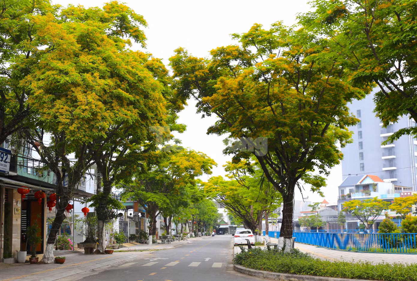 Những ngày đầu tháng Tư, tại thành phố Tam Kỳ, nhiều tuyến đường “nhuộm” vàng hoa sưa đang đua nhau khoe sắc.