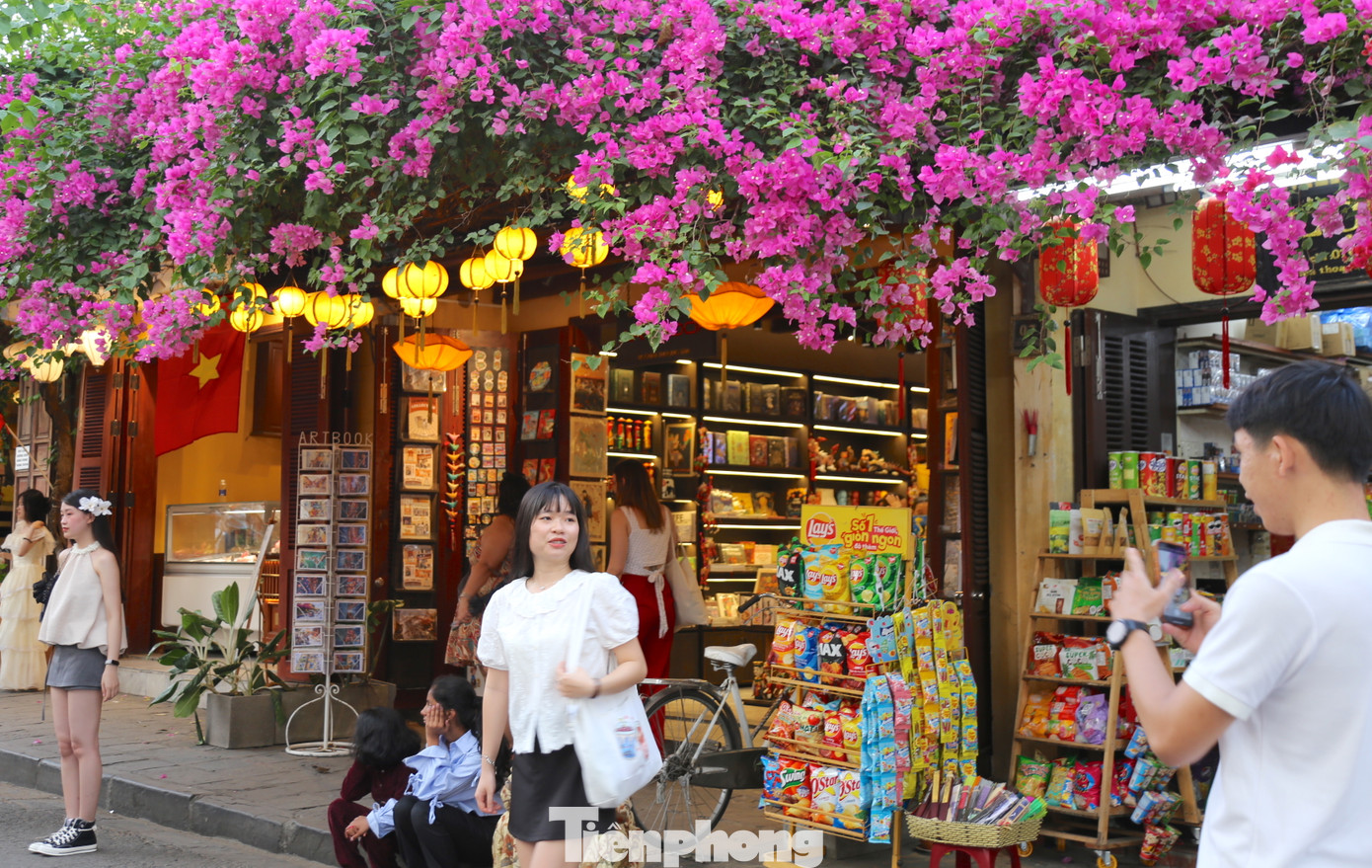 Tuyến đường trung tâm phố cổ hút bạn trẻ bởi giàn hoa giấy bung nở rực rỡ. Ảnh: Hoài Văn Tuyến đường trung tâm phố cổ hút bạn trẻ bởi giàn hoa giấy bung nở rực rỡ. Ảnh: Hoài Văn
