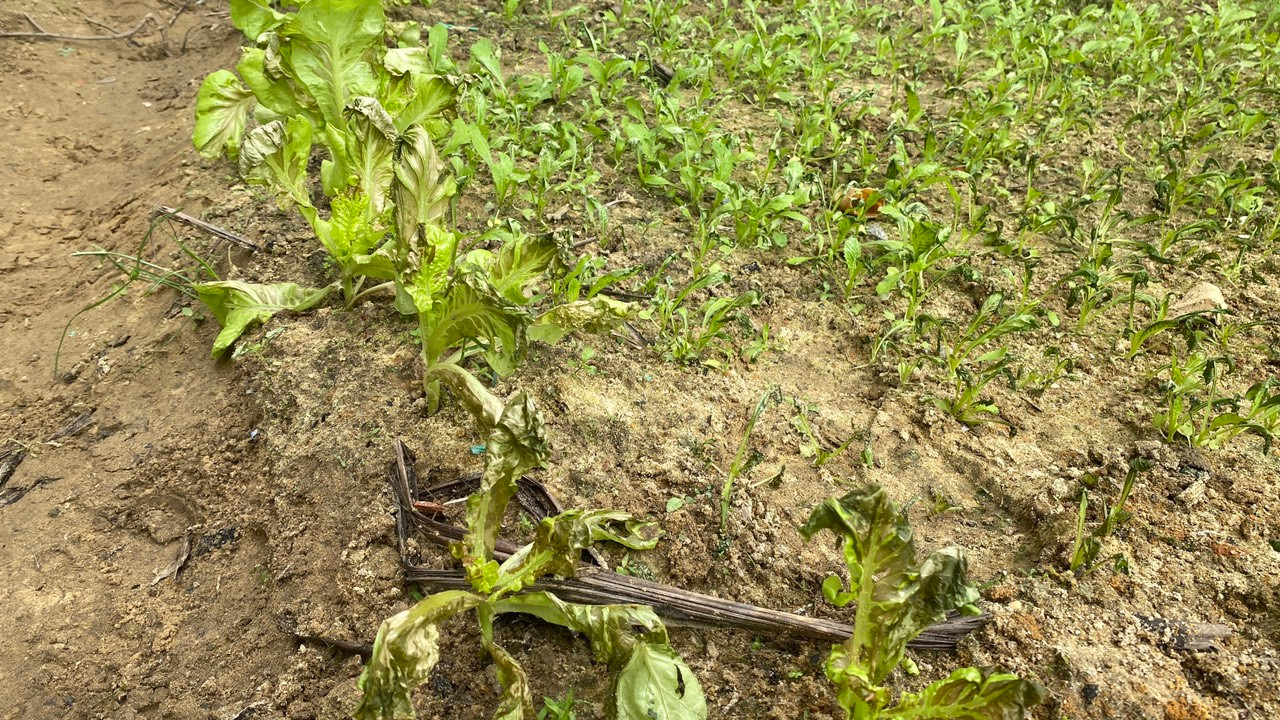 Nhiên liệu từ máy bay rơi khiến ruộng rau bị cháy xém, hư hỏng.