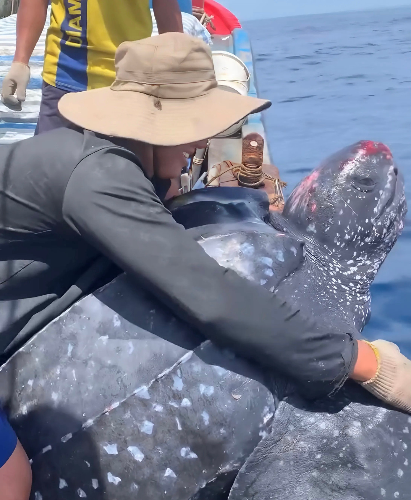 Cá thể rùa được thả về biển. Ảnh V. Rôn