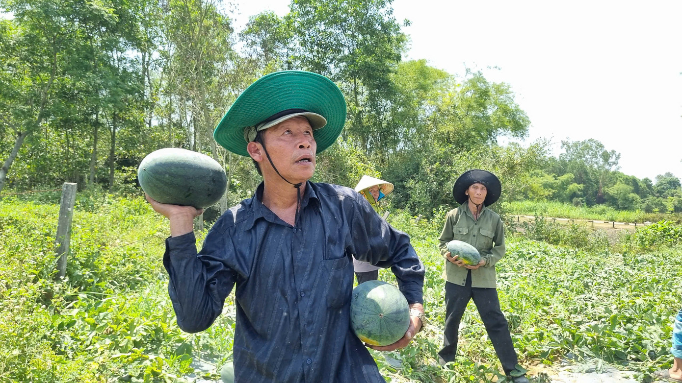 Ông Nguyễn Ngọc Thành (ở khối phố Tam Cẩm, TT Phú Thịnh, huyện Phú Ninh) cho hay ông trồng 10 sào dưa, nhưng với giá này lỗ khoảng 2 triệu đồng trên mỗi sào. “Giá dưa rớt thê thảm nên không đủ bù vốn. Trồng càng nhiều lỗ càng lớn”, ông Thành nói. Ông Nguyễn Ngọc Thành (ở khối phố Tam Cẩm, TT Phú Thịnh, huyện Phú Ninh) cho hay ông trồng 10 sào dưa, nhưng với giá này lỗ khoảng 2 triệu đồng trên mỗi sào. “Giá dưa rớt thê thảm nên không đủ bù vốn. Trồng càng nhiều lỗ càng lớn”, ông Thành nói.